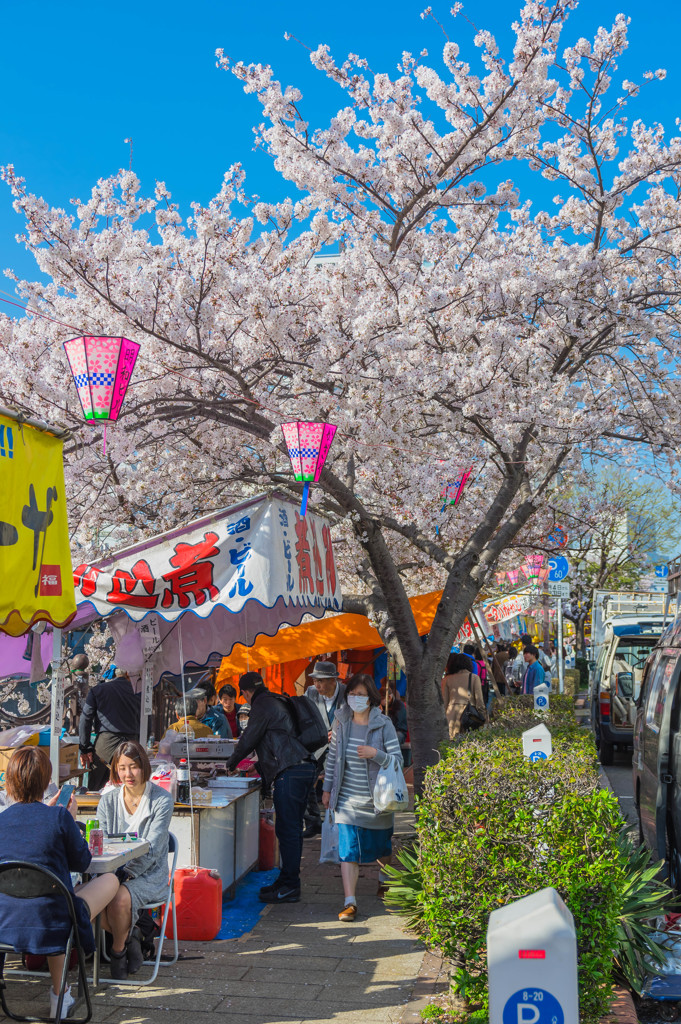 桜と青空