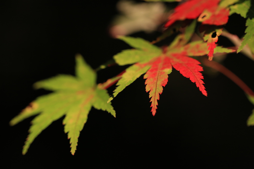 紅葉×伊豆虹の郷