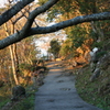 秋の山道