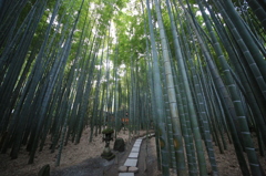 報国寺×竹林