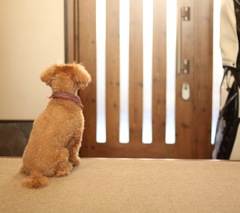 忠犬トイプー