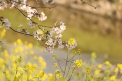 桜と…