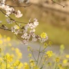 桜と…