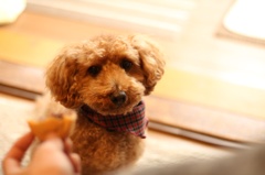 teddy poo