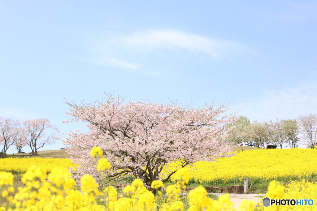 白木峰高原