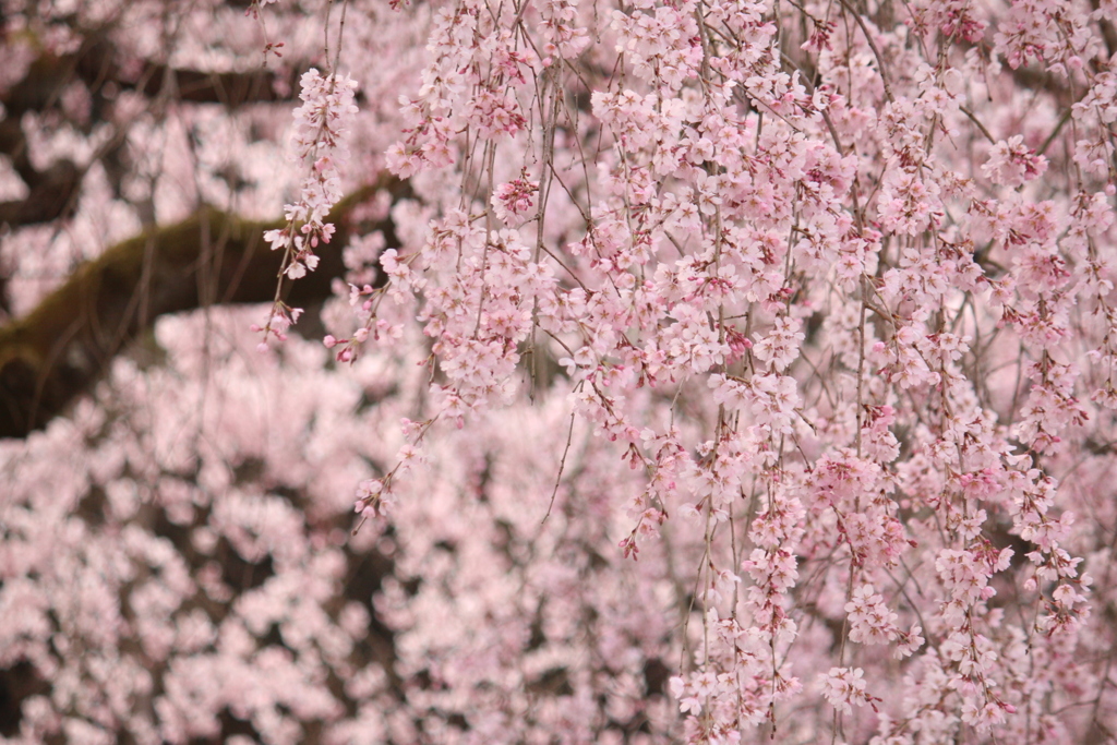 2017.3 Weeping cherry