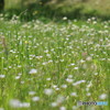公園の花