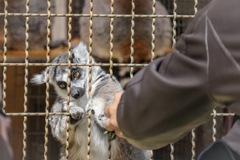 動物園で僕と握手