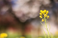 菜の花もお花見