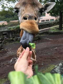 ベロン