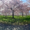 桜並木