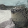 ほっ