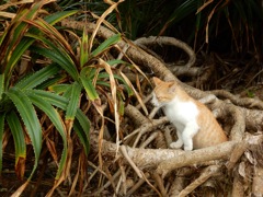 万座毛キャット