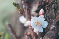 芽生え