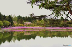 逆さ芝桜