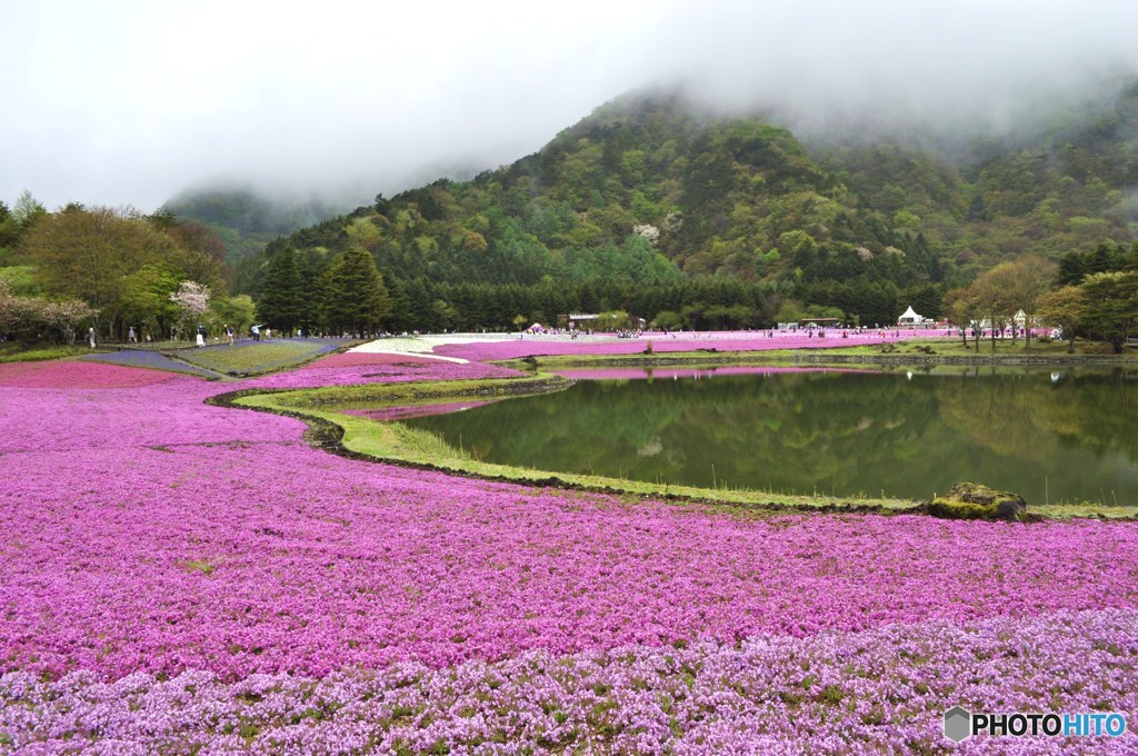 芝桜