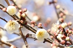 梅の花2