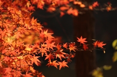 紅葉