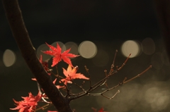 晩秋