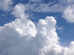 親子白鳥雲