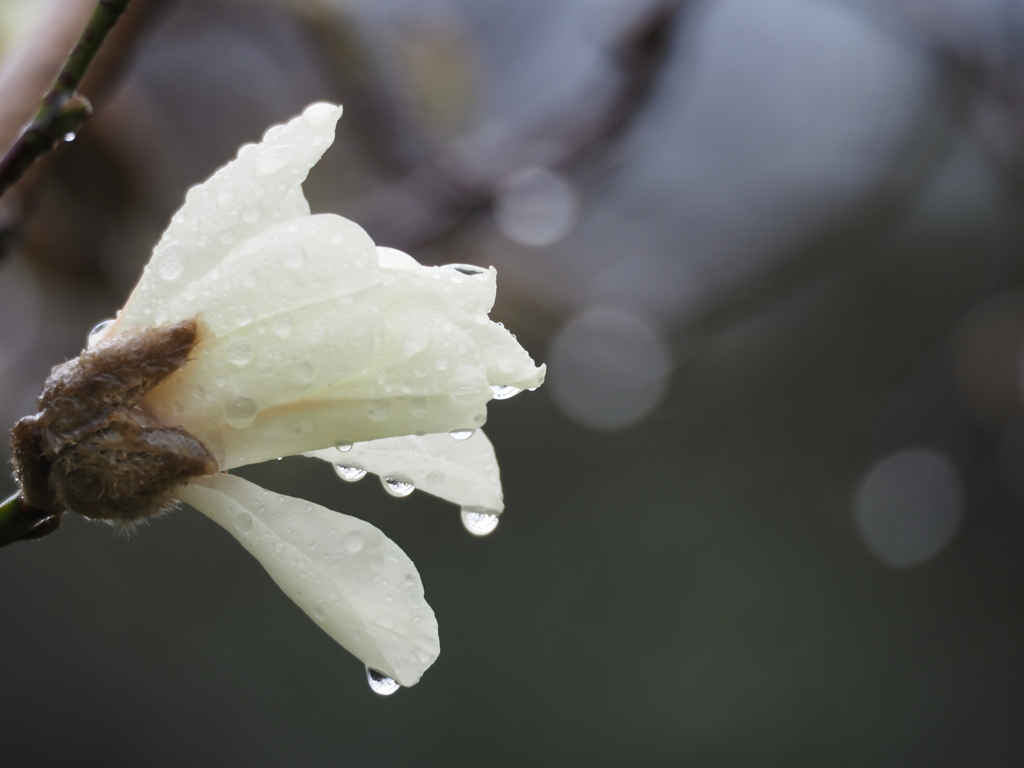 春雨