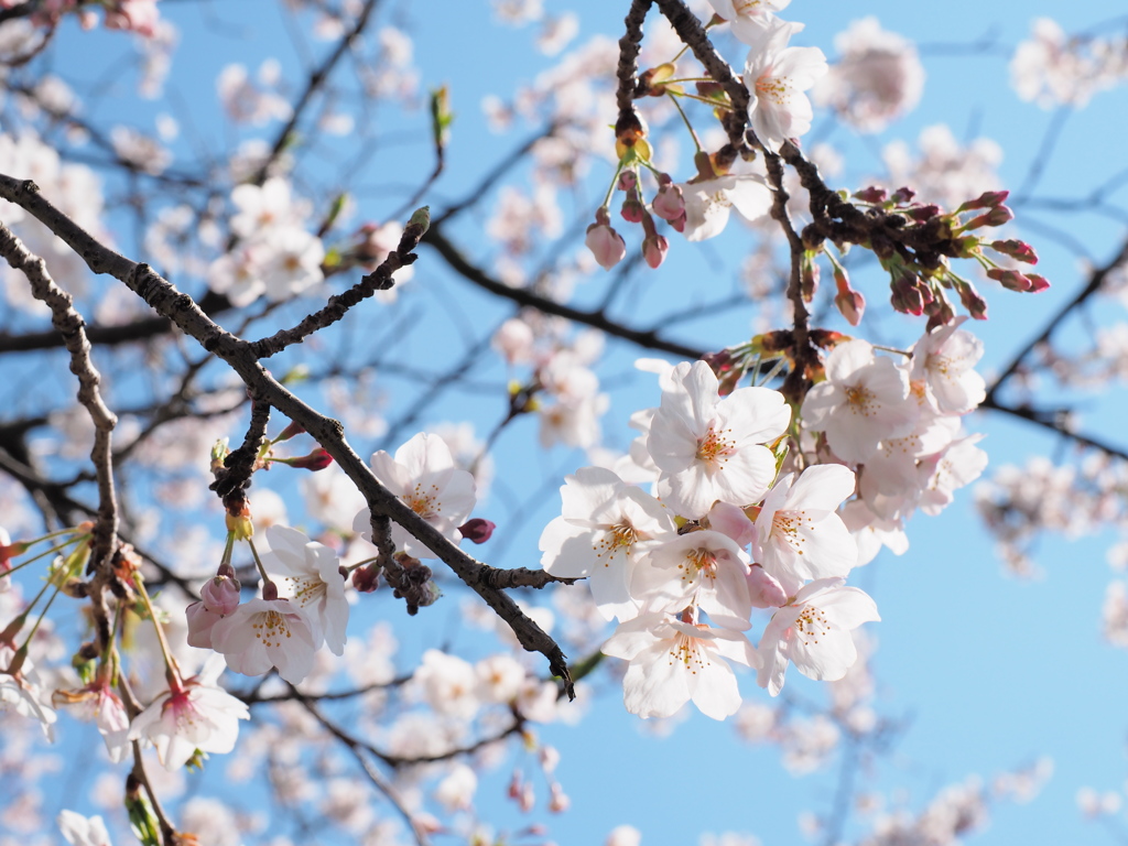 お花見日和