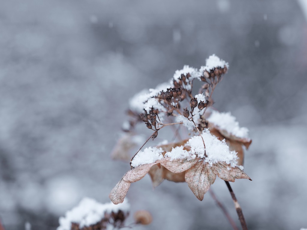 庭にも初雪
