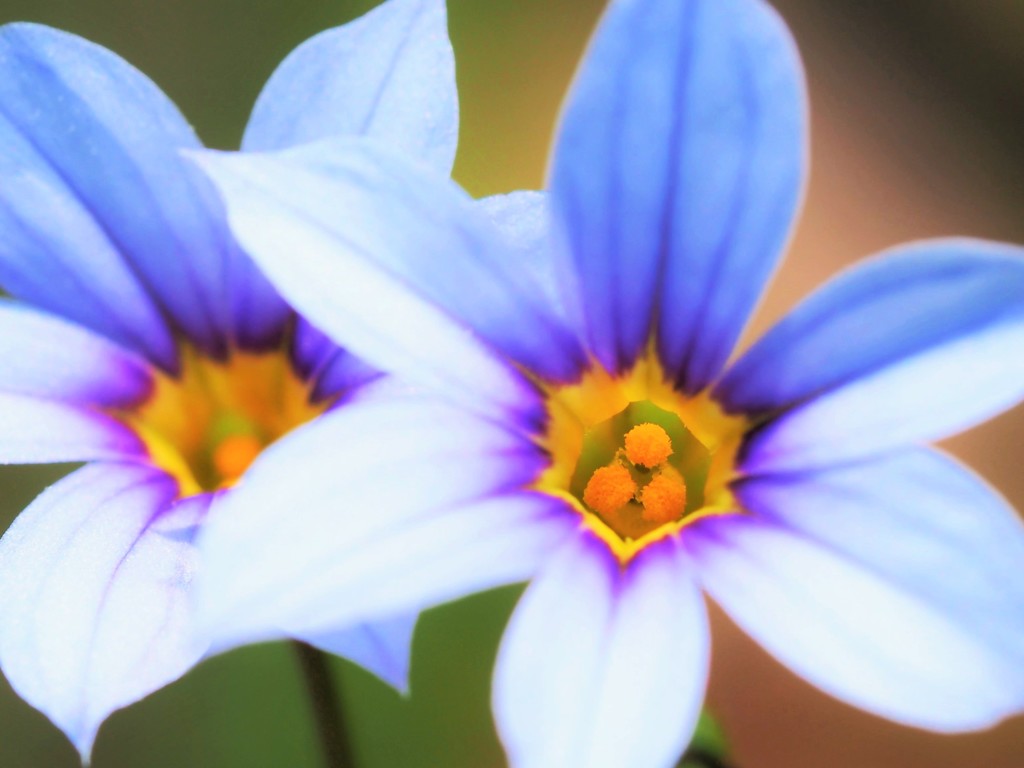 小さな花でも。。。