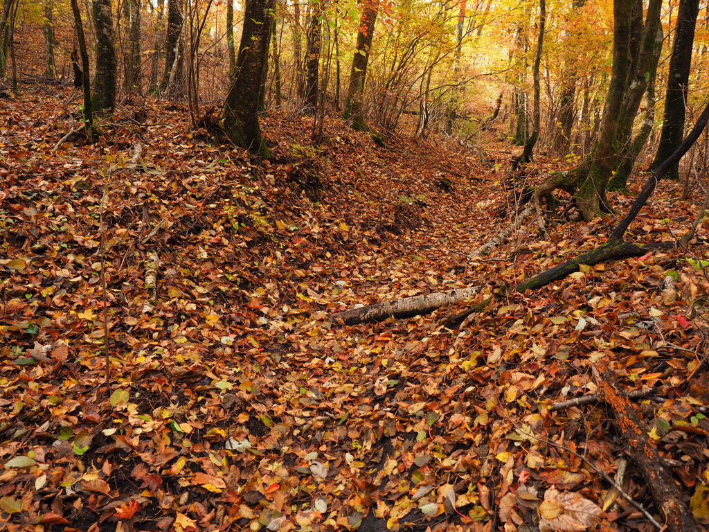 autumn　path