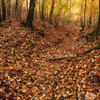 autumn　path