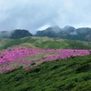 ミヤマキリシマと九重連山