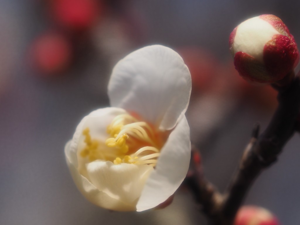 Bloom