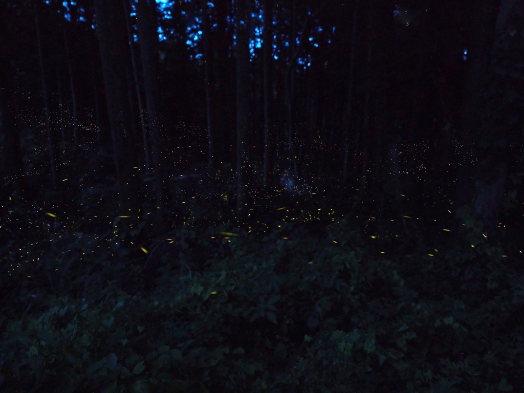 はじめまして　お姫さま