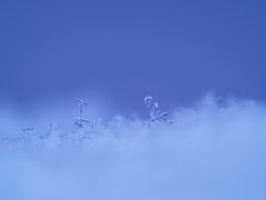 雪の欠片
