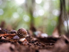 きのこの山