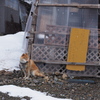 注意　コノ犬カミツキます