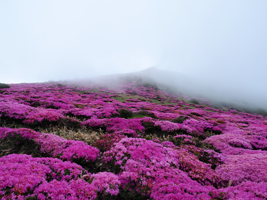 霧に咲く花