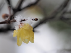 庭にも初雪