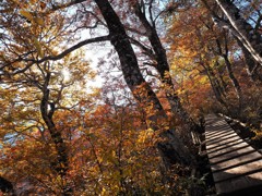 紅葉の登山道