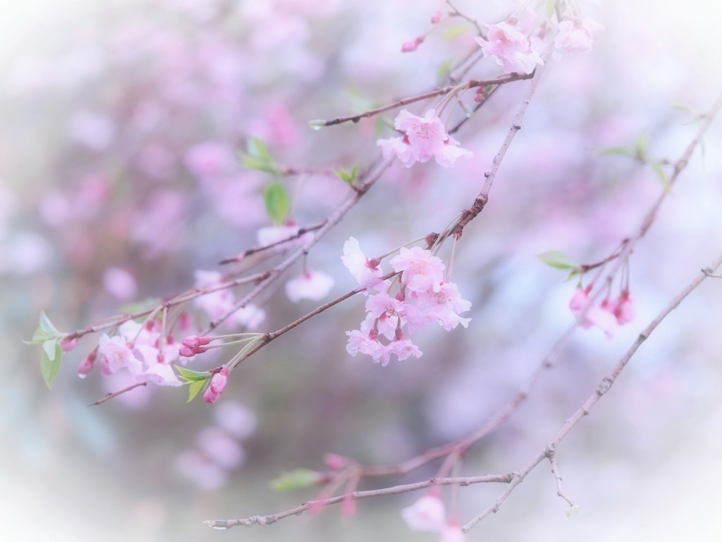 雨にも負けず。。。