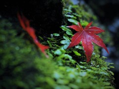 苔の上に。。。