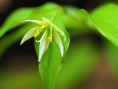 寂地山の春　チゴユリ