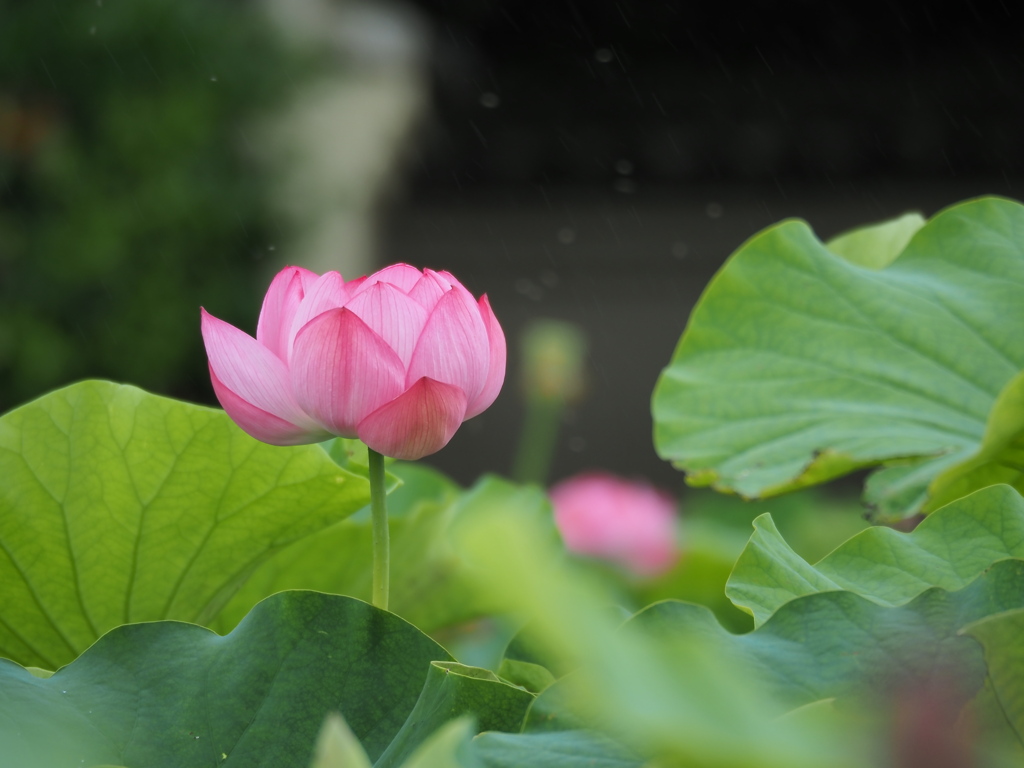 雨にも負けず　虫にも負けず