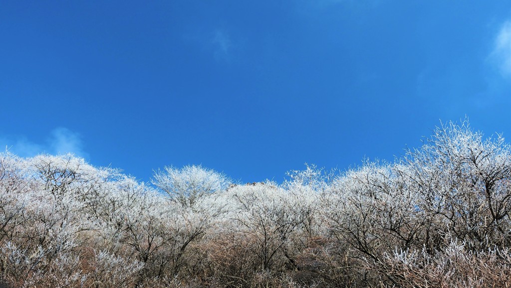 冬の花咲く。。。