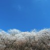 冬の花咲く。。。