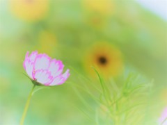 秋はもうすぐ。。。