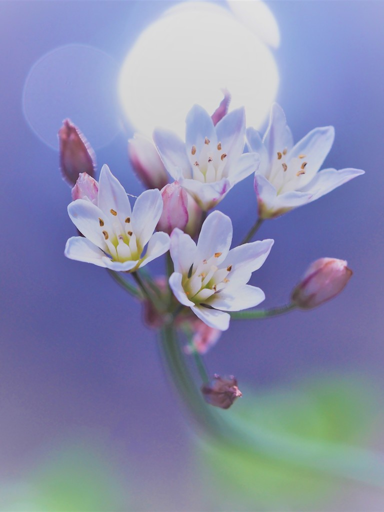 水辺に咲く花 By Yk Id 写真共有サイト Photohito