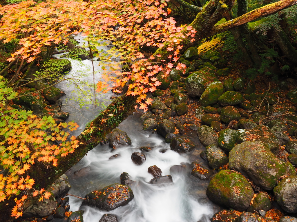 大船林道の秋