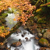 大船林道の秋