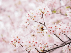 大きな桜の木の下で。。。